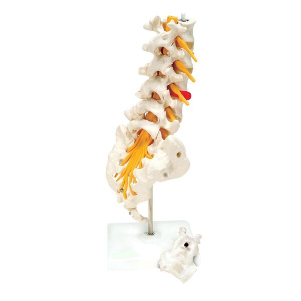 Full Size Lumbar Spine Anatomical Model