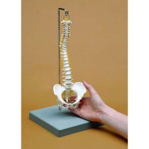 Miniature Spine - Anatomical Model