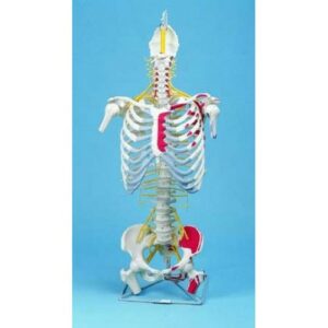 Anatomical Model - Spine