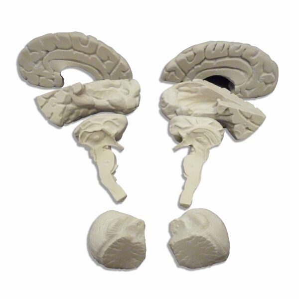 Soft Brain Anatomical Model - 8 Parts