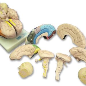 Brain, 8 Part, Life Size, Coloured - Anatomical Model