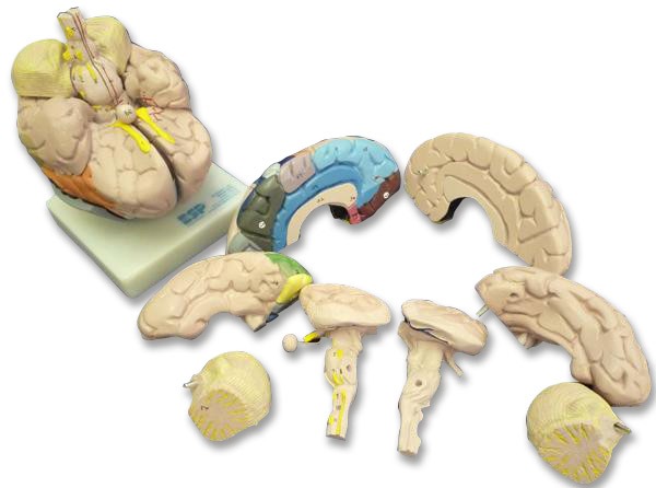 Brain, 8 Part, Life Size, Coloured - Anatomical Model