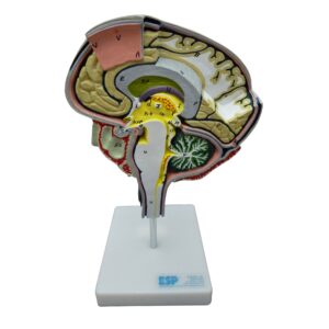 Right Half of Brain Anatomical Model