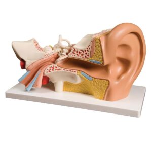 Four Part Ear Anatomical Model