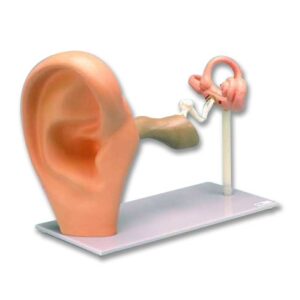 Enlarged Functional Ear Anatomical Model